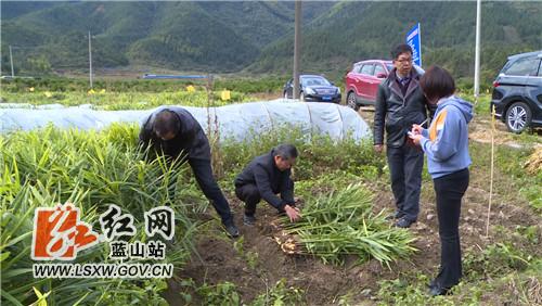 蓝山原种场新项目，现代农业发展的典范引领