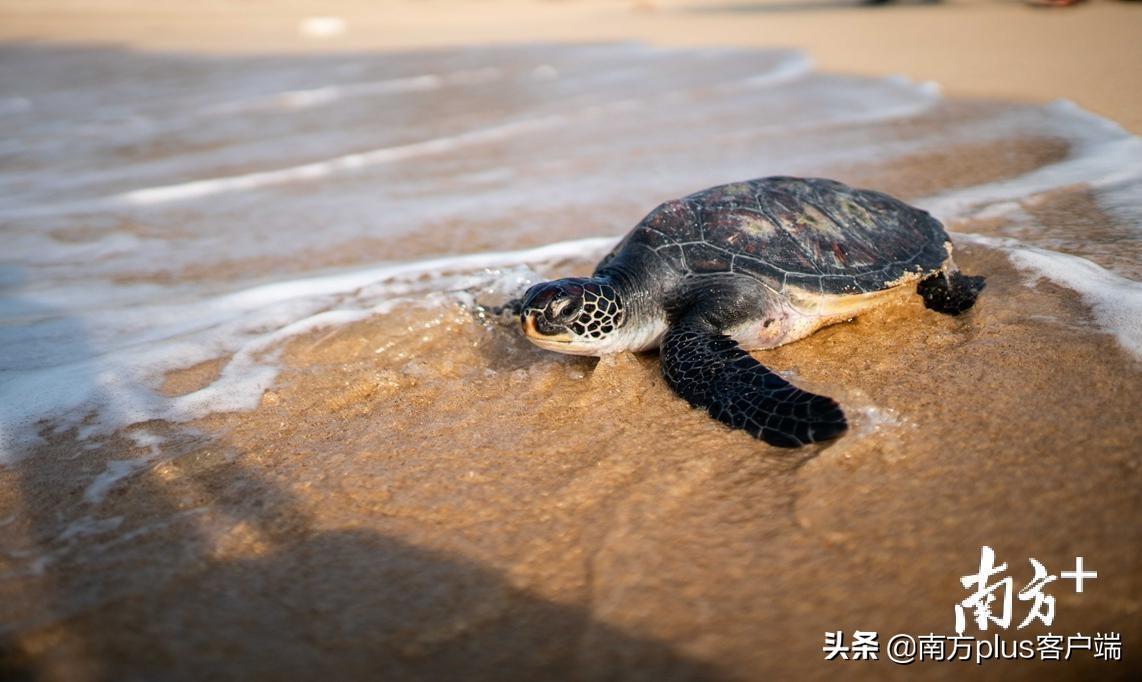 惠东县港口海龟湾自然保护区新任领导引领保护发展新篇章，开启保护发展新纪元