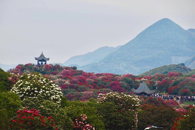 毕节市百里杜鹃景区游玩攻略大全