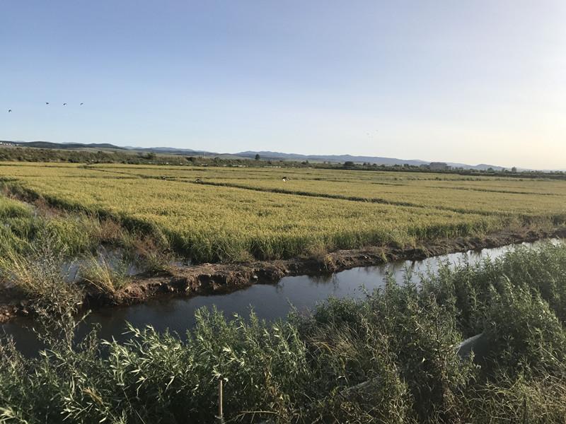 延边朝鲜族自治州市粮食局最新项目，推动粮食产业高质量发展